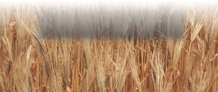 photograph of wheat plants