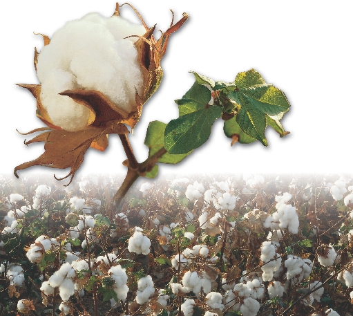 Cotton plant