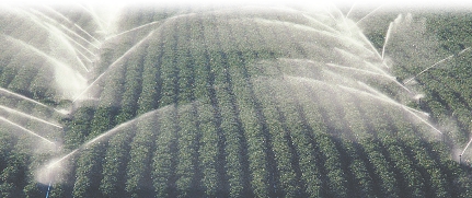 Sprinklers spray water over the cotton plants.