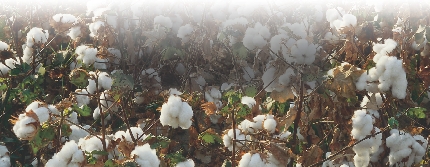 Cotton needs sunny weather. It grows best in southern regions.