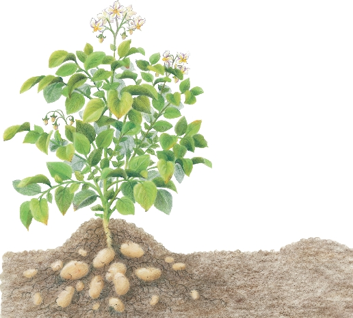 The potato plant