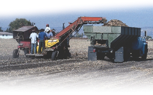 photograph of a potato combine in a field loading potatoes into a truck