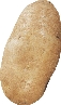 photograph of a russet potato