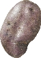 photograph of a purple potato