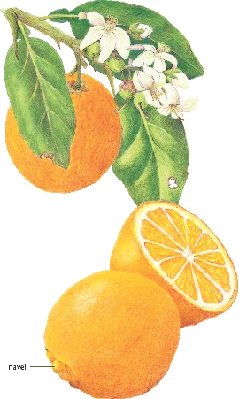 Navel oranges