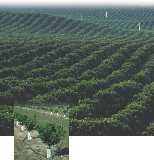 Young trees have tubes around them. The tubes protect them from small animals.