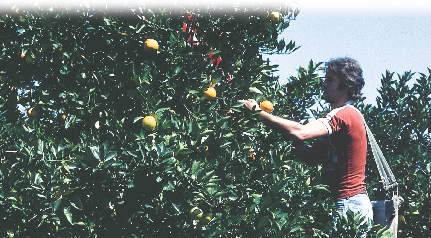 Harvesters carefully pick the oranges.