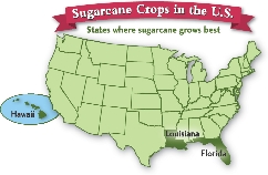 Sugarcane Crops in the U.S.