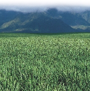 Field of sugarcane in Hawaii