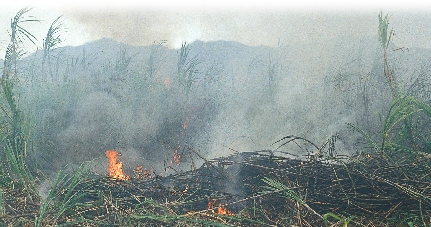 The harvest fire lasts only for a few minutes. The stalks do not burn because they have a hard shell. They also contain a lot of water.