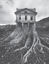 Photograph of a house with tree roots growing from the bottom of it.