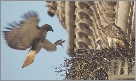 A red-tailed hawk lands on a city building.