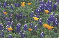 Bright blue flowers called bluebonnets relate to the legend of She-Who-Is-Alone.