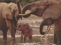 The elephants drink water.