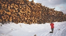 Photograph of a tall and very long pile of stacked wood (logs)—much taller than the person standing near it