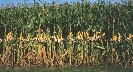 Photograph of a field of corn