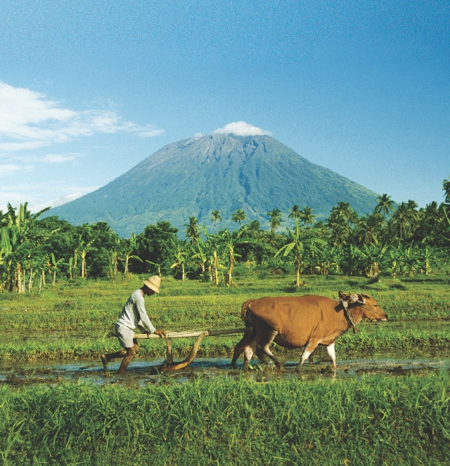 This farmer works near Mount Agung, a volcano in Bali.