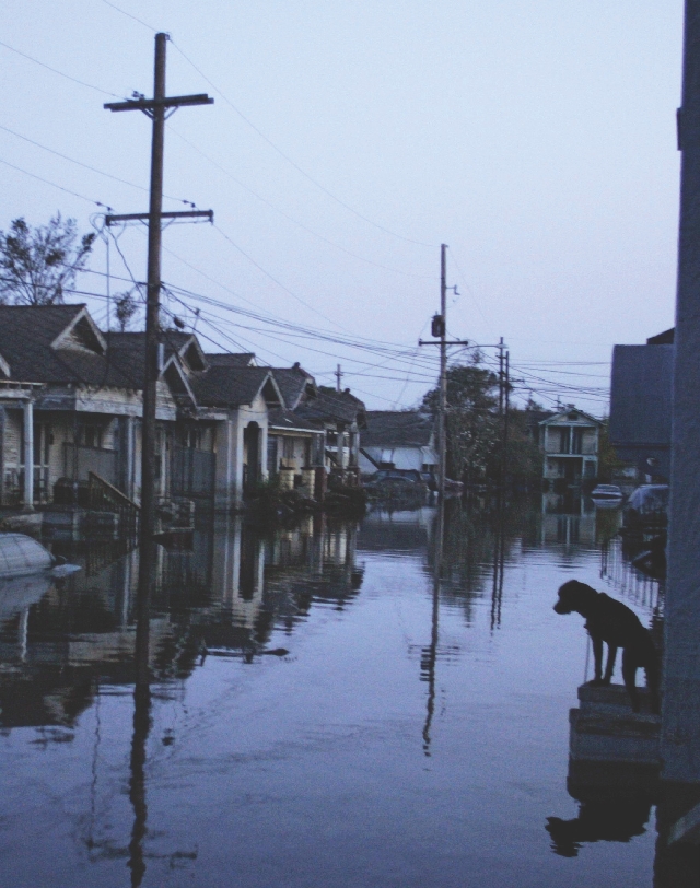 Photograph of flooded houses and street in New Orleans. A dog sits on a stoop of one of the houses.