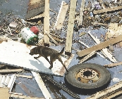 News articles often include photos that touch readers’ emotions. How does this photo of hurricane damage affect you?