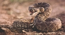 Photograph of a rattlesnake