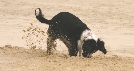 Photograph of a dog digging in sand