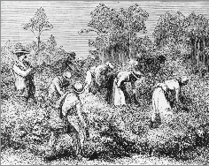 Enslaved people pick cotton.