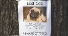 Photograph of a sign on a tree about a lost dog