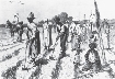 Illustration of slaves working in a field