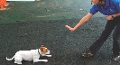 Photograph of a hand command to a dog to tell it not to move