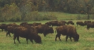 Photograph of a herd of bison grazing in a field