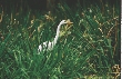 Photograph of a bird standing in tall grasses