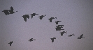 Photograph of birds flying in V-formation