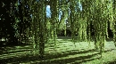 Photograph of a willow tree with drooping branches