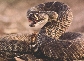 Photograph of a rattlesnake about to bite