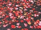 Photograph of fallen autumn leaves covering the street