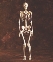 Photograph of the bones of a human skeleton