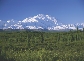 Photograph of a forest with snow-covered mountains in distance