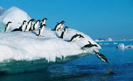 Penguins diving along the Coast of Antarctica