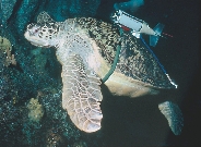 An ocean animal explores the sea.