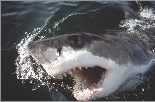 Great white sharks are scary!