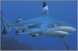 This is a black tipped shark.