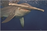 Are hammerhead sharks dangerous?