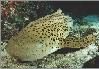 Leopard shark