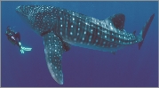 Whale shark