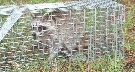 Photograph of a raccoon inside an animal cage