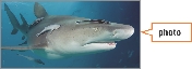 A remora hitches a ride on a shark. caption