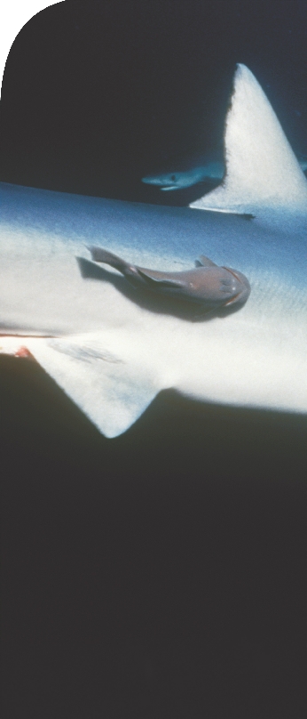 A remora hitches a ride on a shark.