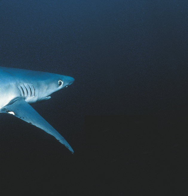 Photograph of a shark in dark waters