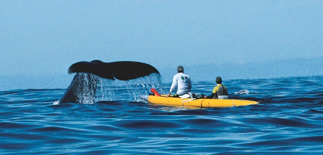 With a flip of its tail, a whale dives.