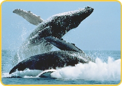 Humpback whales jumping out of the ocean